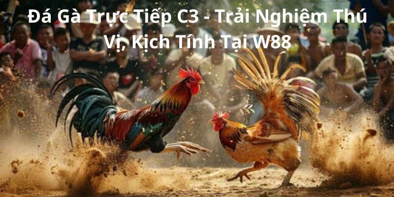 Đá Gà Trực Tiếp C3 - Trải Nghiệm Thú Vị, Kịch Tính Tại W88