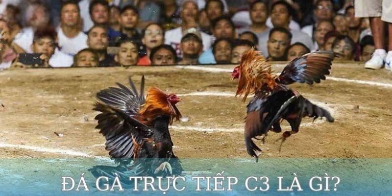 Đôi nét về đá gà trực tiếp C3