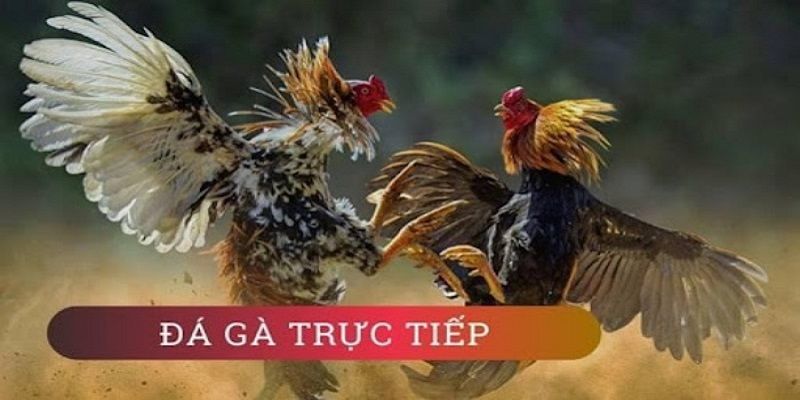 Trực tiếp đá gà tại W88 được đánh giá cao